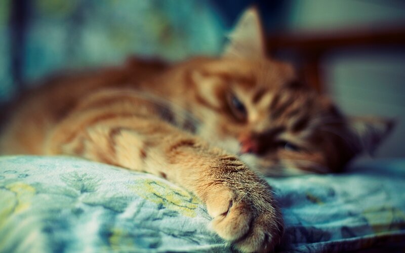 Orange Tabby Cat Sleeping — Calm, Photograph, Pillow