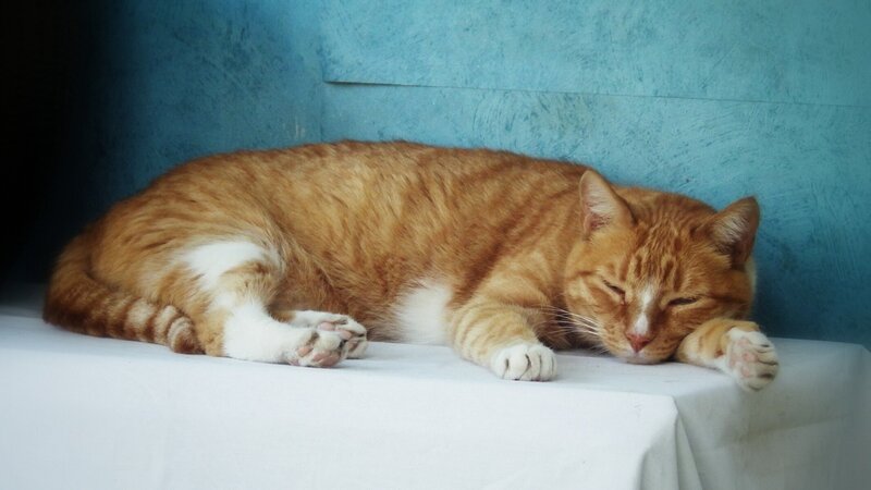 Orange Tabby Cat Sleeping — Calm, Photograph, Table