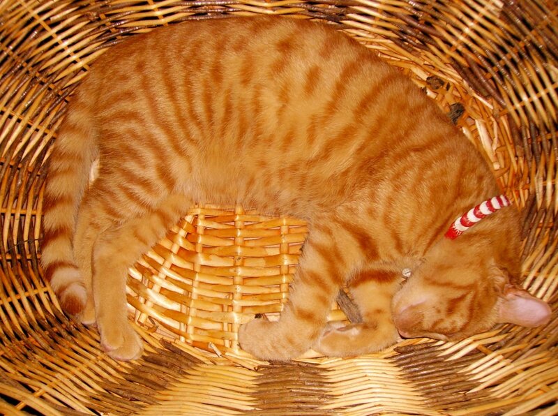 Orange Tabby Cat Sleeping — Calm, Photograph, Wicker Basket