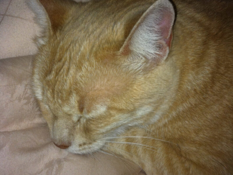 Orange Tabby Cat Sleeping — Calm