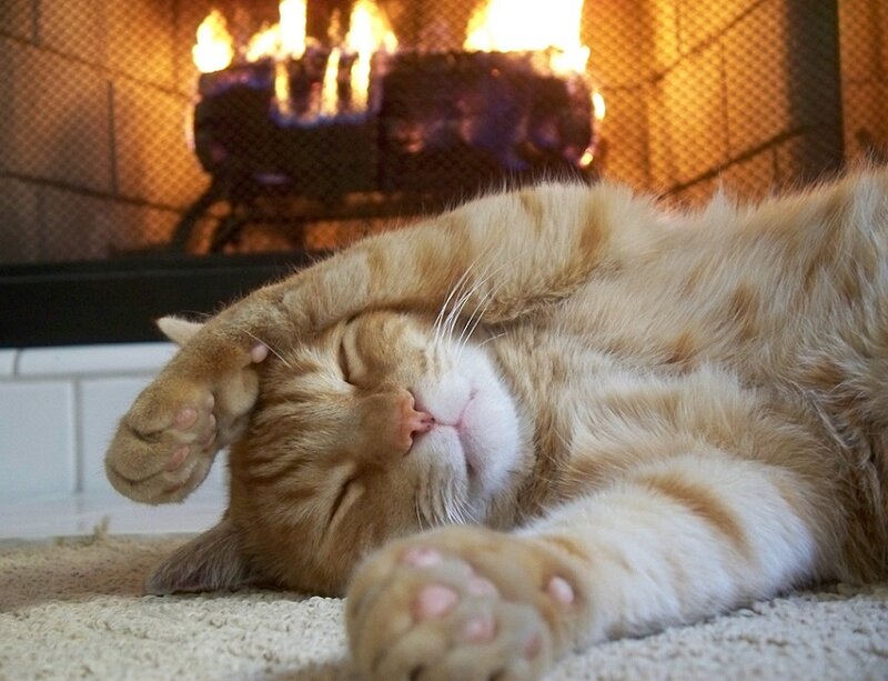 Orange Tabby Cat Sleeping — Cozy