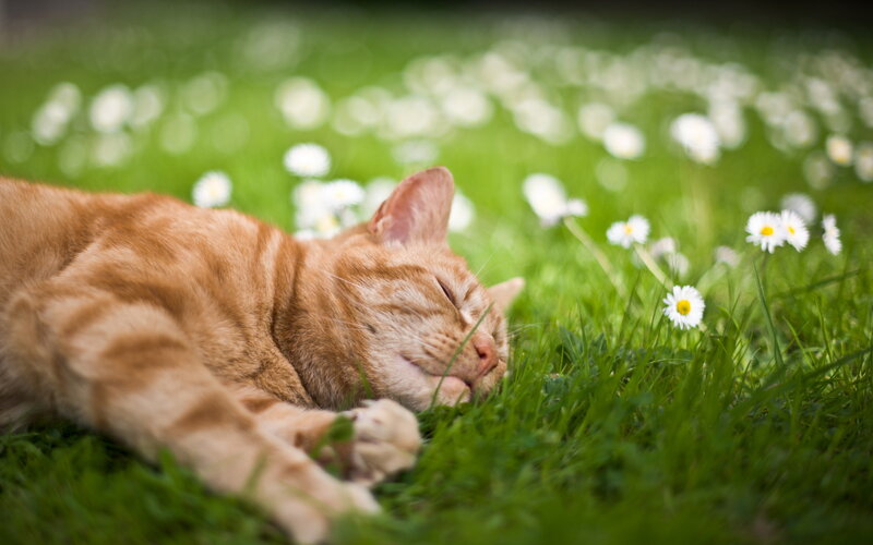Orange Tabby Cat Sleeping — Green, Peaceful