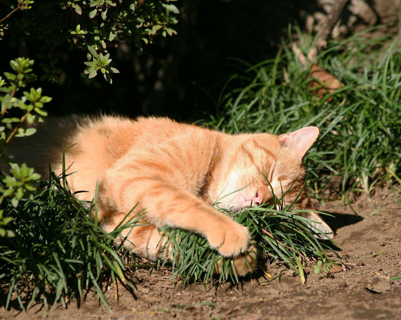 Orange Tabby Cat Sleeping — Peaceful, Afternoon, Photograph, Grass