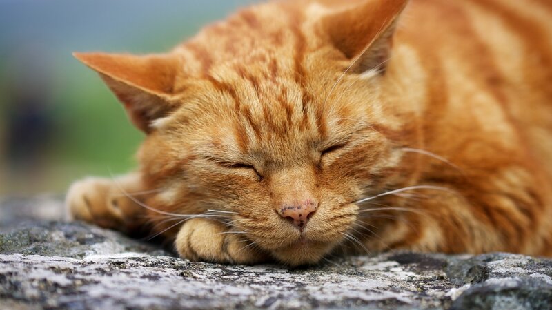 Orange Tabby Cat Sleeping — Peaceful, Afternoon, Photograph, Stone
