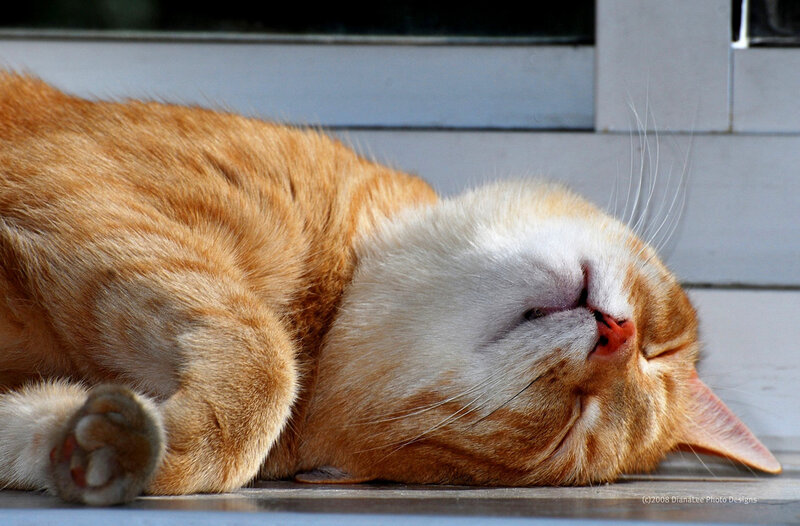 Orange Tabby Cat Sleeping — Peaceful, Afternoon, Photograph, Window