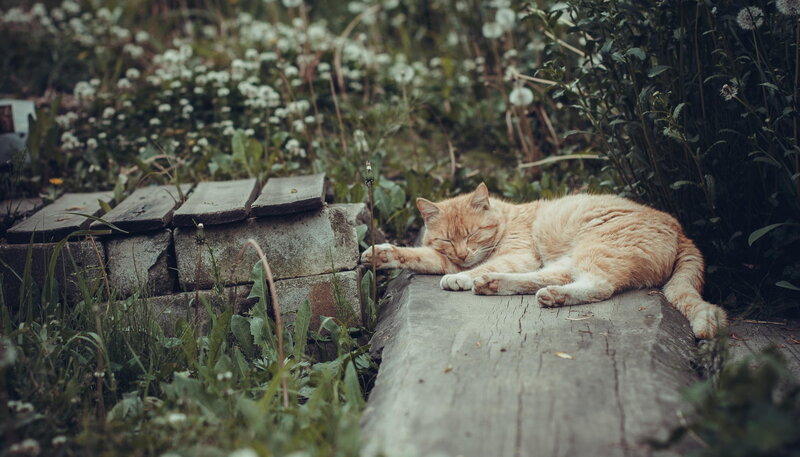 Orange Tabby Cat Sleeping — Peaceful, Afternoon, Photograph, Wooden Log