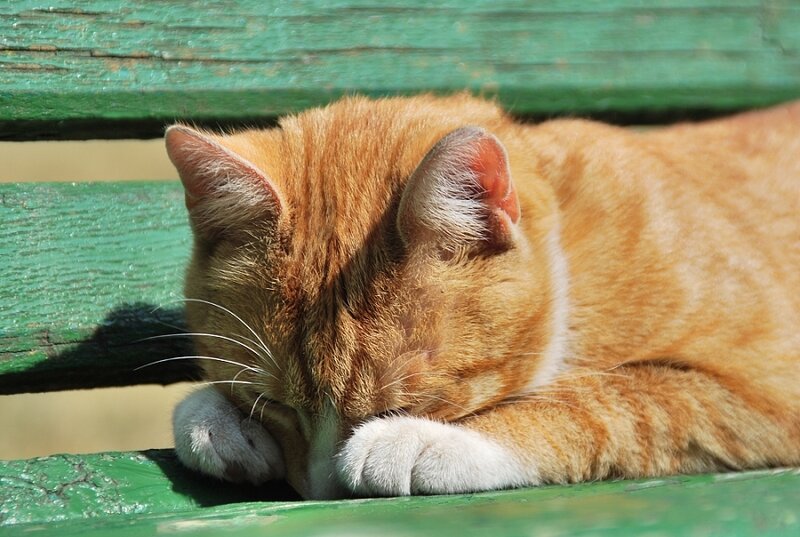 Orange Tabby Cat Sleeping — Peaceful, Afternoon