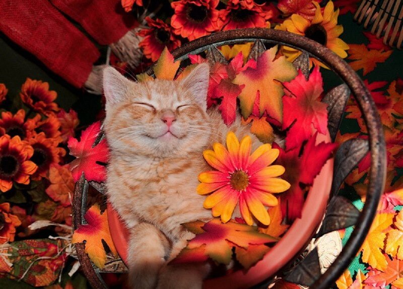 Orange Tabby Cat Sleeping — Peaceful, Autumn, Photograph