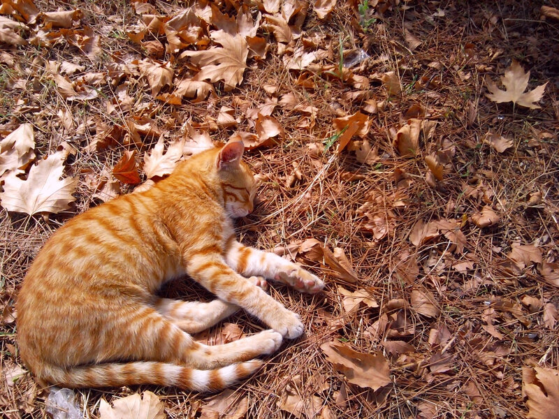 Orange Tabby Cat Sleeping — Peaceful, Autumn
