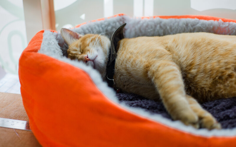 Orange Tabby Cat Sleeping — Peaceful, Morning, Photograph