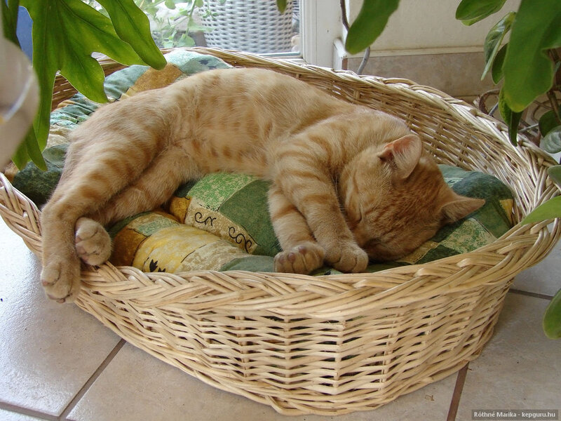 Orange Tabby Cat Sleeping — Peaceful, Morning