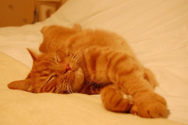 Orange Tabby Cat Sleeping — Peaceful, Night, Photograph, Bed