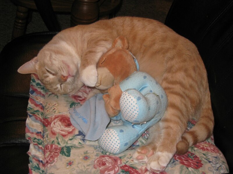 Orange Tabby Cat Sleeping — Peaceful, Night, Photograph