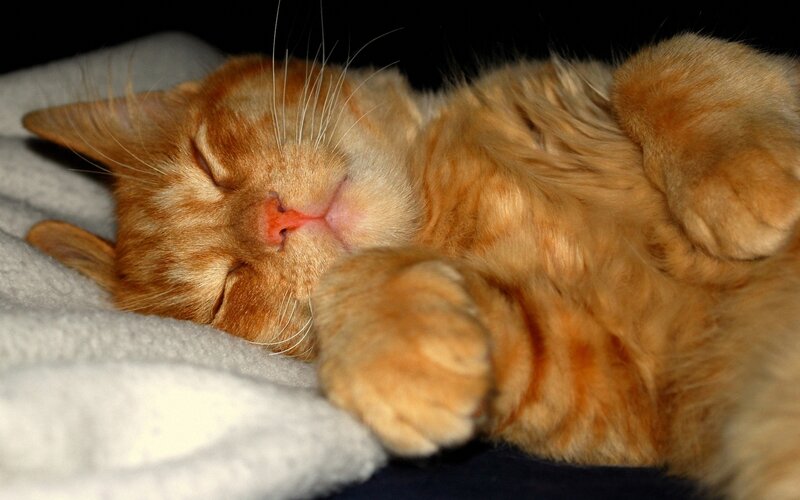 Orange Tabby Cat Sleeping — Peaceful, Night