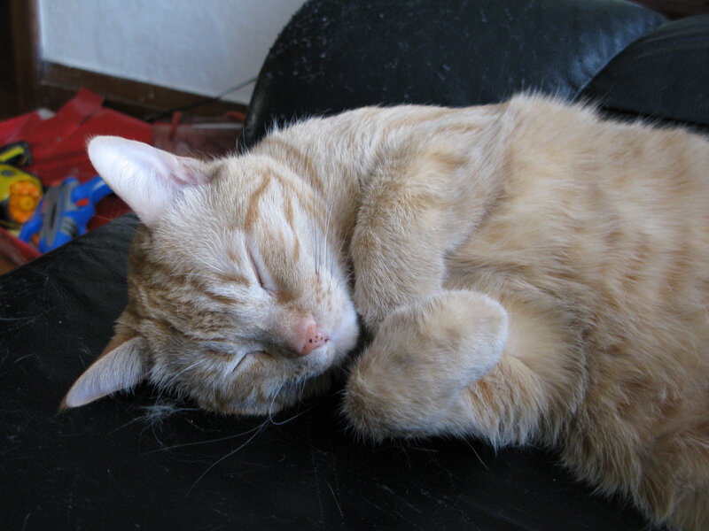 Orange Tabby Cat Sleeping — Peaceful, Photograph, Black Surface
