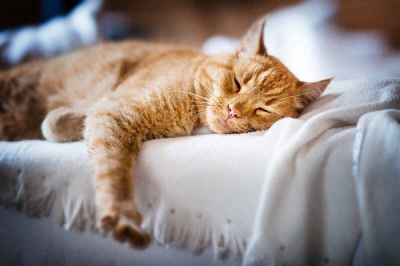 Orange Tabby Cat Sleeping — Peaceful, Photograph, Blanket, Bed