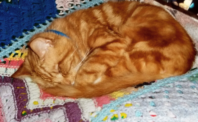 Orange Tabby Cat Sleeping — Peaceful, Photograph, Blanket, Collar