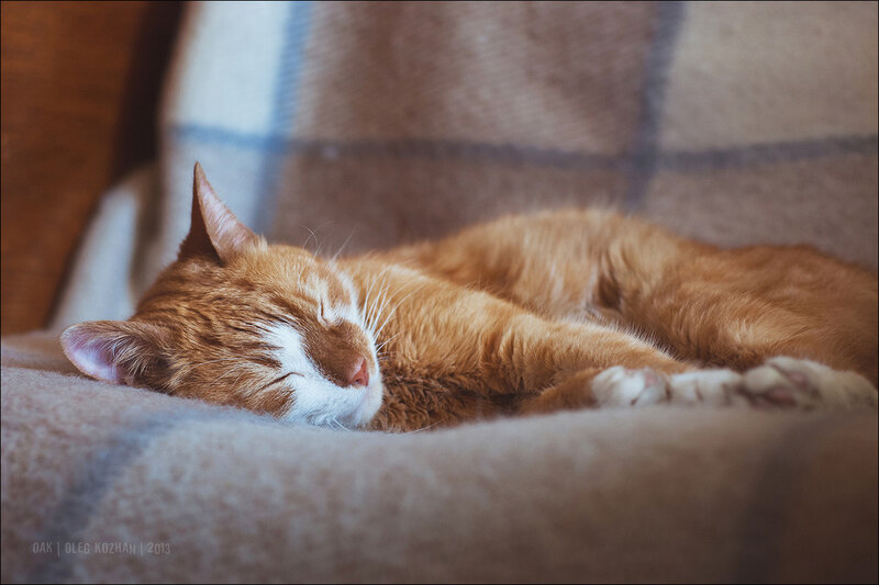 Orange Tabby Cat Sleeping — Peaceful, Photograph, Blanket, Couch