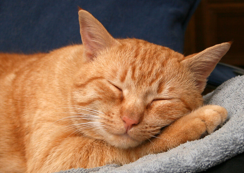 Orange Tabby Cat Sleeping — Peaceful, Photograph, Blanket