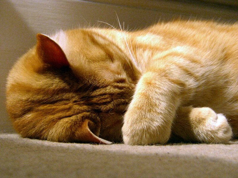 Orange Tabby Cat Sleeping — Peaceful, Photograph, Carpet