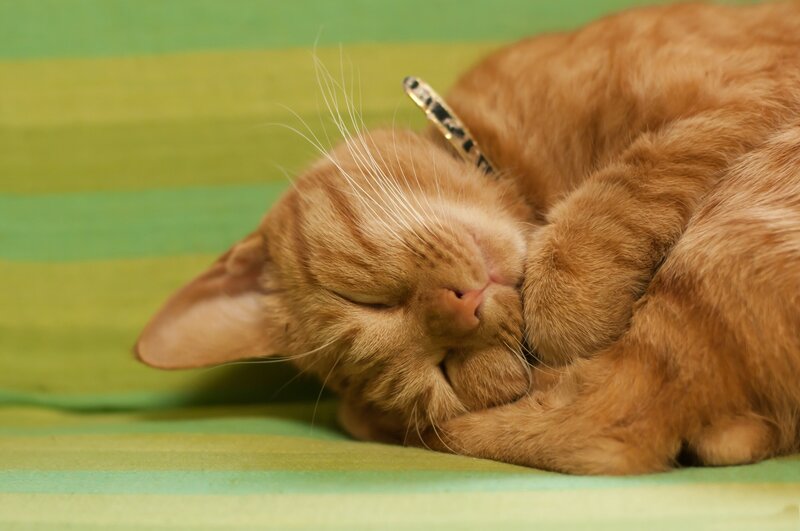 Orange Tabby Cat Sleeping — Peaceful, Photograph, Collar, Green Surface