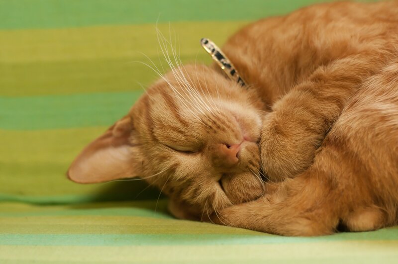 Orange Tabby Cat Sleeping — Peaceful, Photograph, Collar, Striped Surface