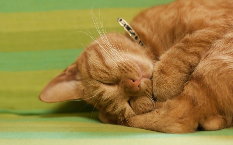 Orange Tabby Cat Sleeping — Peaceful, Photograph, Collar
