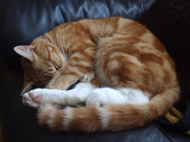 Orange Tabby Cat Sleeping — Peaceful, Photograph, Couch, Paws