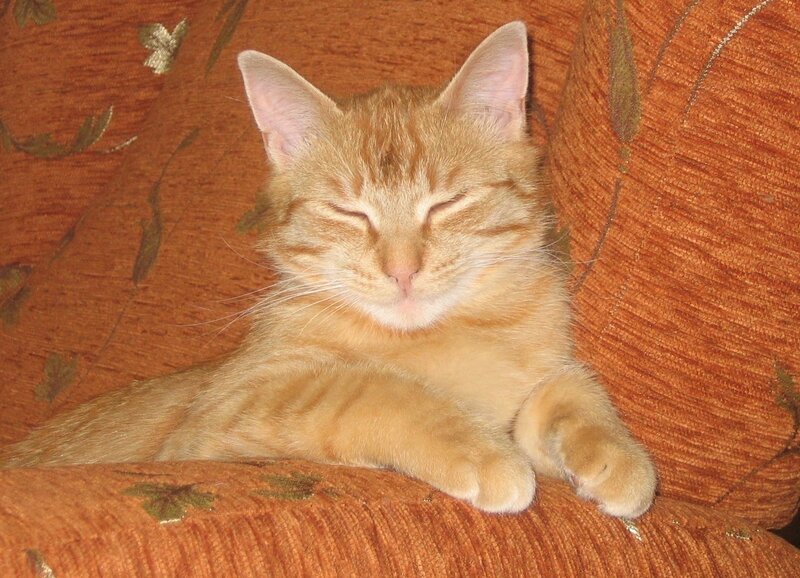 Orange Tabby Cat Sleeping — Peaceful, Photograph, Couch