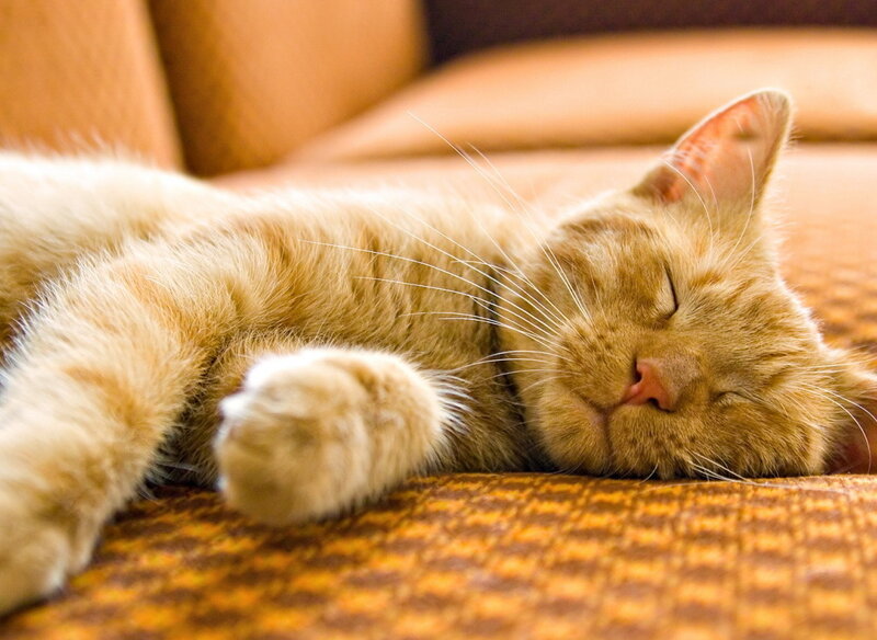 Orange Tabby Cat Sleeping — Peaceful, Photograph, Couch, Whiskers