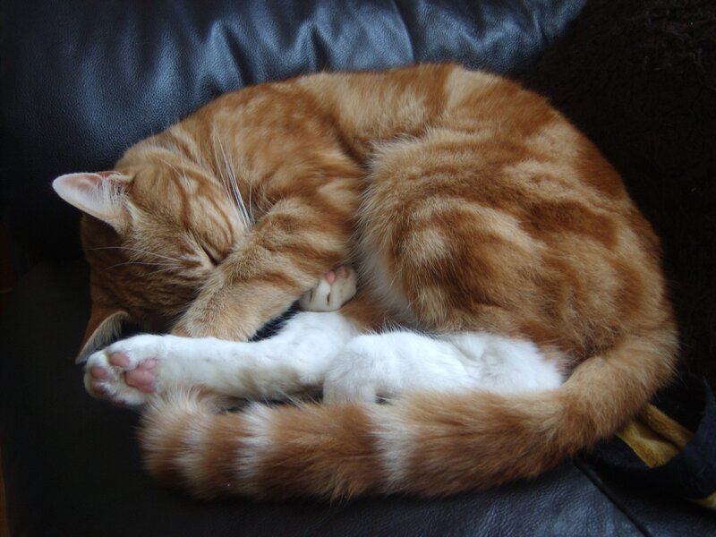 Orange Tabby Cat Sleeping — Peaceful, Photograph, Couch, White