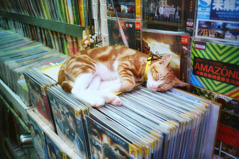 Orange Tabby Cat Sleeping — Peaceful, Photograph, Dvds