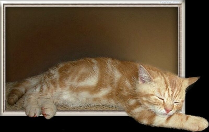 Orange Tabby Cat Sleeping — Peaceful, Photograph, Frame