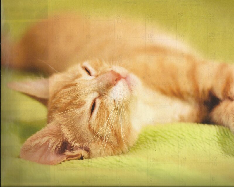 Orange Tabby Cat Sleeping — Peaceful, Photograph, Green Blanket