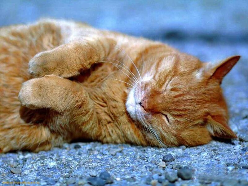 Orange Tabby Cat Sleeping — Peaceful, Photograph, Ground