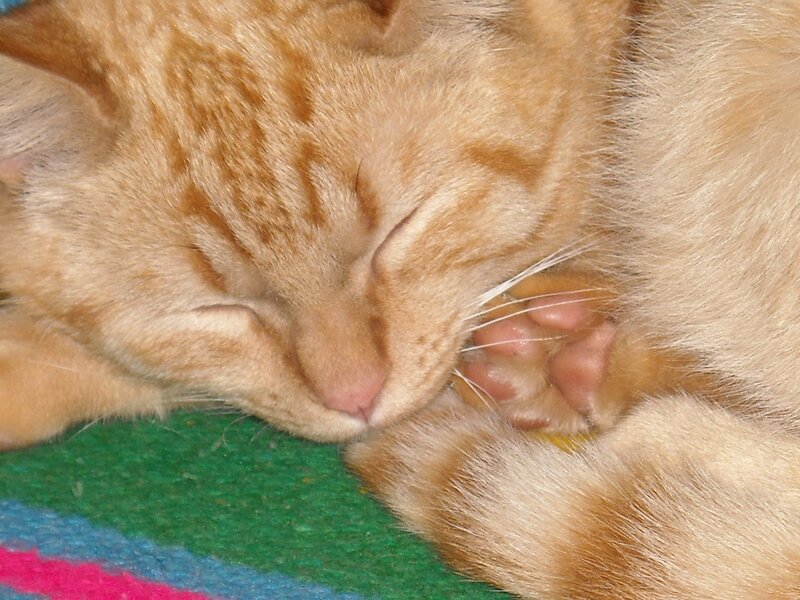 Orange Tabby Cat Sleeping — Peaceful, Photograph, Paw