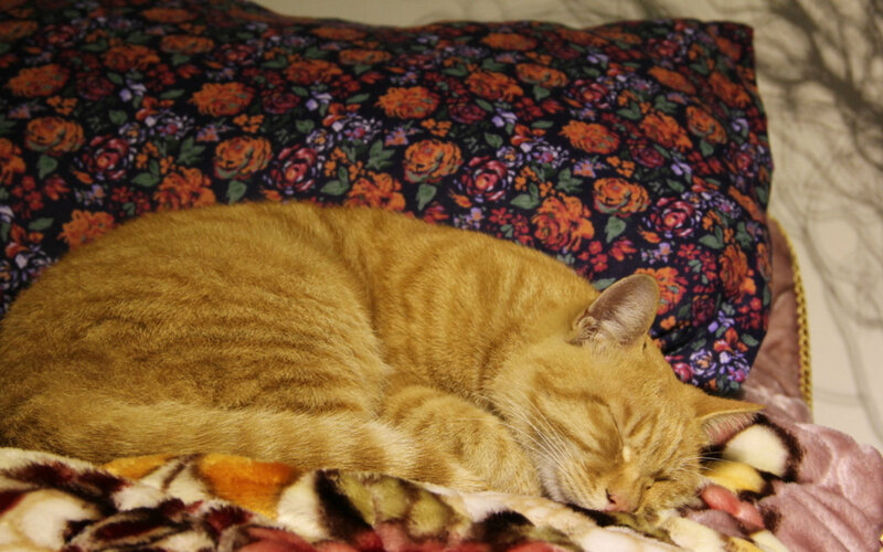 Orange Tabby Cat Sleeping — Peaceful, Photograph, Pillow, Blanket