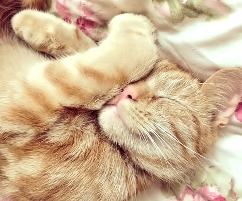 Orange Tabby Cat Sleeping — Peaceful, Photograph, Pillow, Floral Pattern