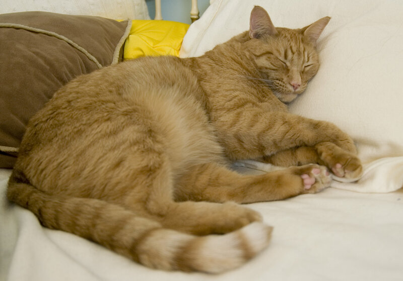 Orange Tabby Cat Sleeping — Peaceful, Photograph, Pillow