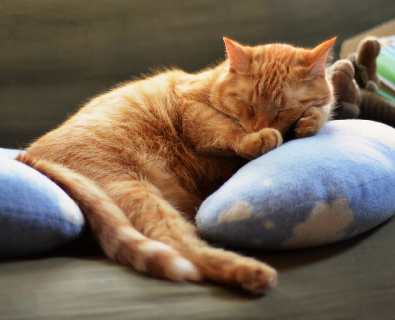 Orange Tabby Cat Sleeping — Peaceful, Photograph, Pillows