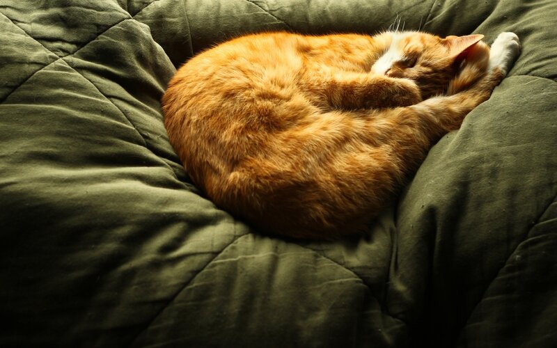 Orange Tabby Cat Sleeping — Peaceful, Photograph, Quilt