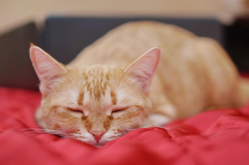 Orange Tabby Cat Sleeping — Peaceful, Photograph, Red Blanket