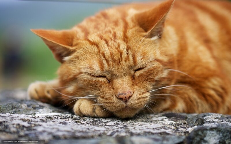 Orange Tabby Cat Sleeping — Peaceful, Photograph, Stone Surface, Whiskers
