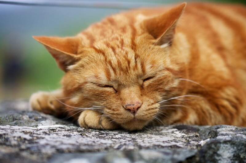 Orange Tabby Cat Sleeping — Peaceful, Photograph, Stone