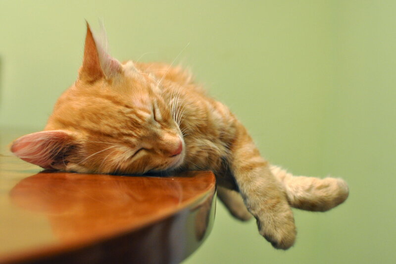Orange Tabby Cat Sleeping — Peaceful, Photograph, Table