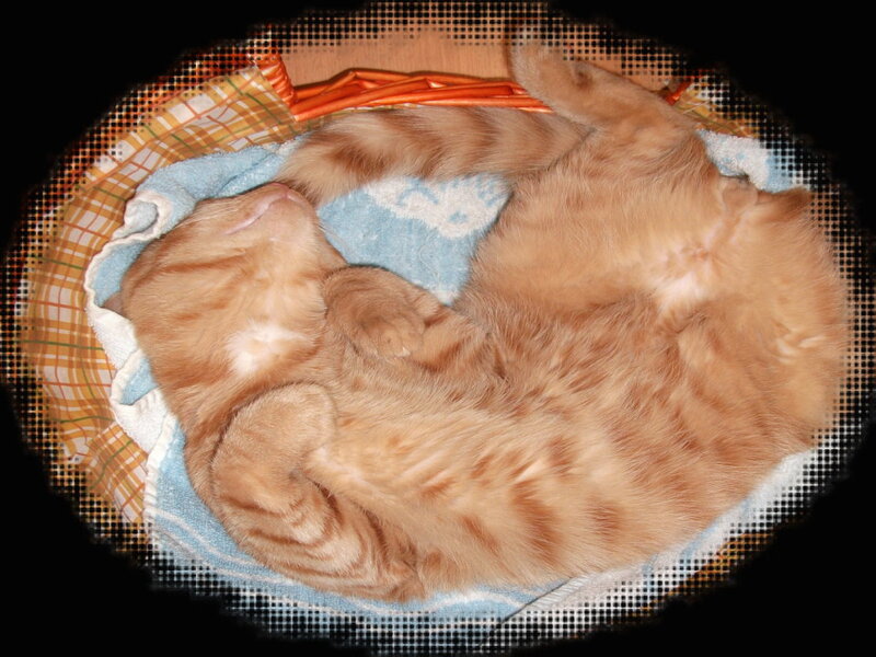 Orange Tabby Cat Sleeping — Peaceful, Photograph