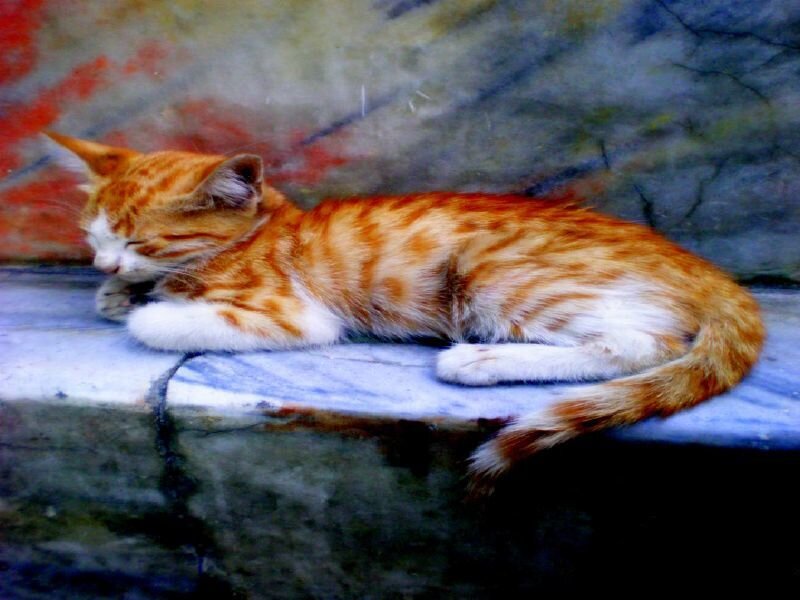Orange Tabby Cat Sleeping — Peaceful, Photograph, Wall