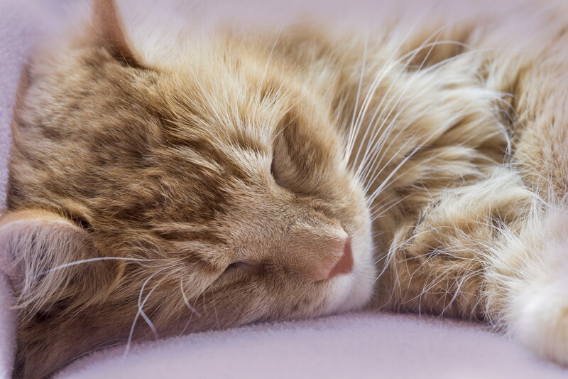 Orange Tabby Cat Sleeping — Peaceful, Photograph, Whiskers