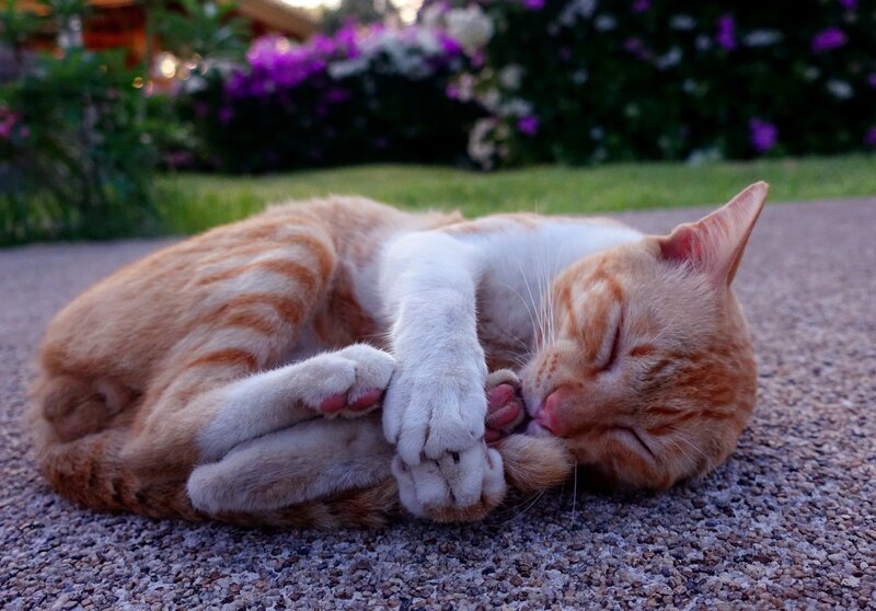 Orange Tabby Cat Sleeping — Peaceful, Sunset, Photograph
