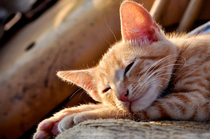 Orange Tabby Cat Sleeping — Peaceful, Sunset